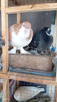 Fancy breeder pigeon pair