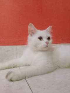 Persian female cat