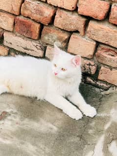 Female persian cat