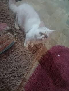 my male cat available plZ call