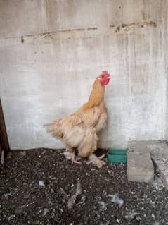 golden buff murghi hen desi aseel