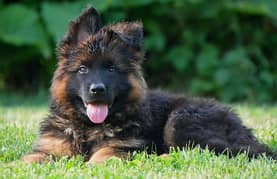 German Shepherd Puppy | Dog for sale | GSD | 03321718405