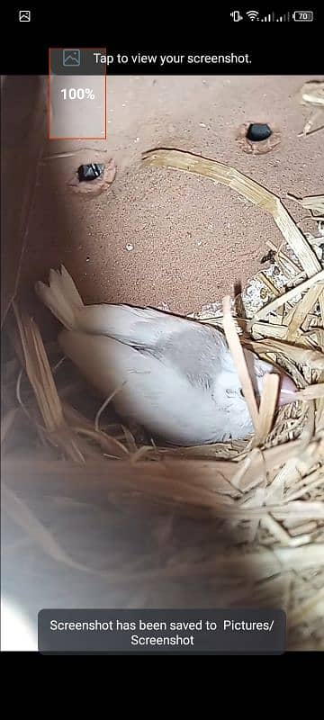 white java breeder pair with one chick forsell 2