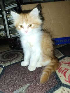 Persian Male Kitten