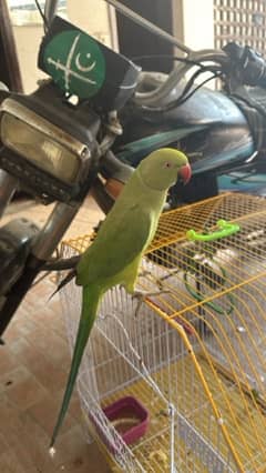 Ring neck parrot