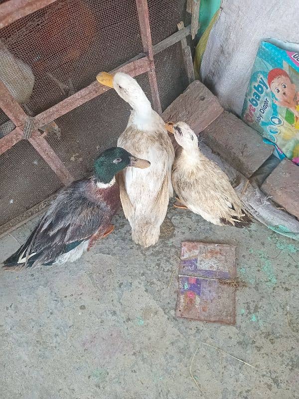 2 Ducks for Sale 0