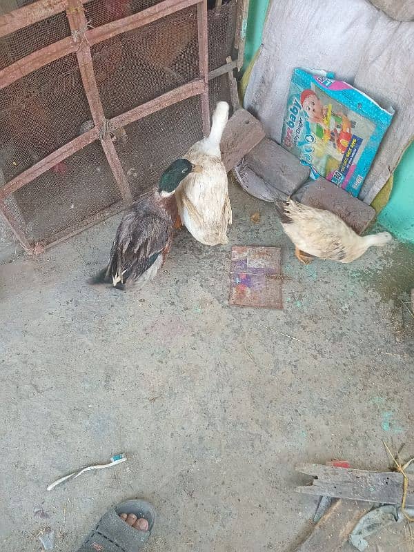 2 Ducks for Sale 1