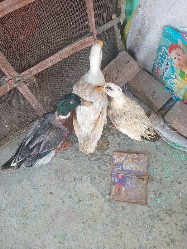 2 Ducks for Sale 2