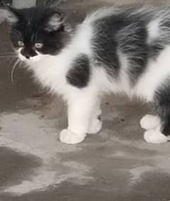 female pair Persian  breed black and white combo each  for 6000