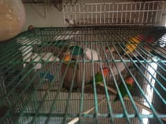 sale parrots