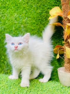 White persian kitten with blue eyes