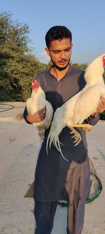 amroha lassani Heera thai cross chicks eggs available 0