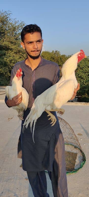 amroha lassani Heera thai cross chicks eggs available 1