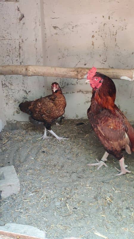 amroha lassani Heera thai cross chicks eggs available 3