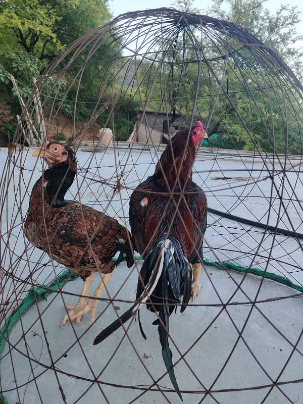 amroha lassani Heera thai cross chicks eggs available 5