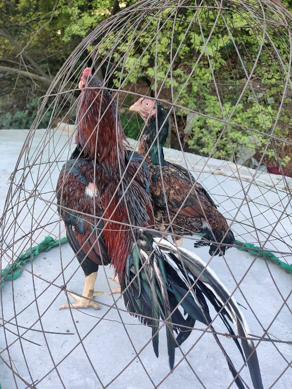 amroha lassani Heera thai cross chicks eggs available 7