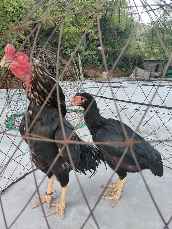 amroha lassani Heera thai cross chicks eggs available 8