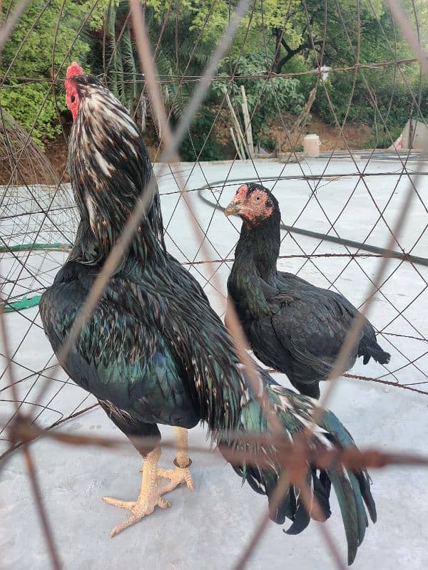 amroha lassani Heera thai cross chicks eggs available 9