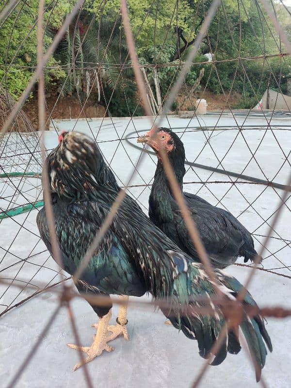 amroha lassani Heera thai cross chicks eggs available 10