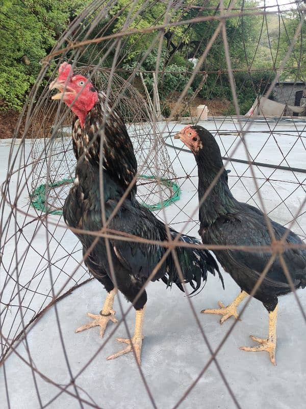 amroha lassani Heera thai cross chicks eggs available 11