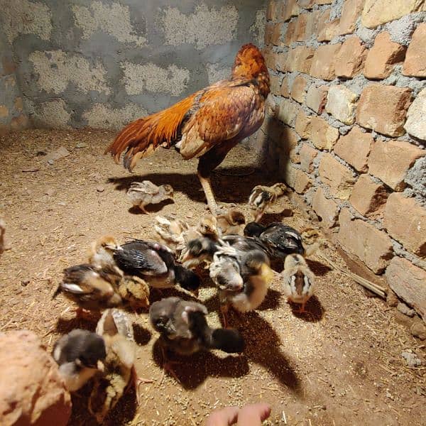 amroha lassani Heera thai cross chicks eggs available 13