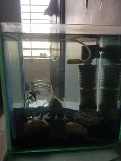 Aquarium with 6 gold fishes, 1 betta fish, power filter and Air pump