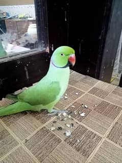 bht payara bolny wala parrot green