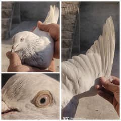 Breeder Pigeon Pairs Excellent Quality