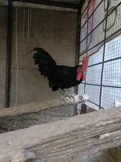 Australorp Murga For Sale