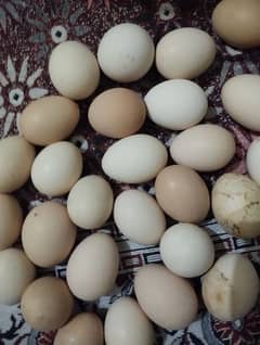 dasi murgia Ka eggs