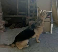 German shepherd army guard dog