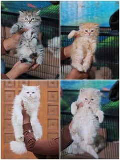 Kittens , Cat , Fluffy , FS Cattery , Tripple Coat , Beautiful kittens