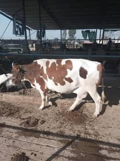 Norwazain red cross cow for sale