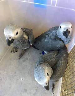 African grey parrot cheeks for sale 03=37=860=31=89