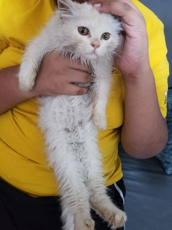 1 kitten 5month and her parents call 03322136317 1