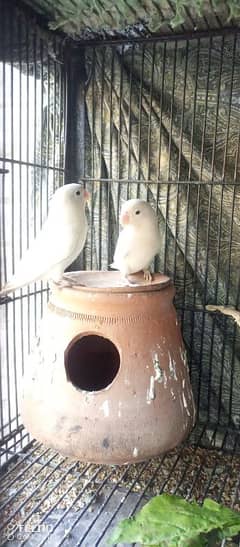 Albino Black Eye Ready to Bread