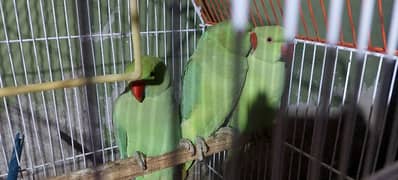 Ringneck Parrot Pair age 8 month