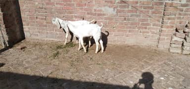 rajan puri pair male female for sale