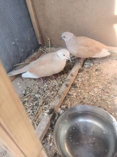 one pair khumre breeder pair for sale