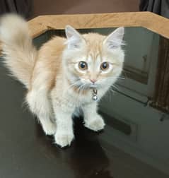 Persian cat