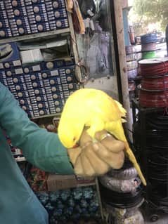 yellow parrot for sale for contact 03180308705