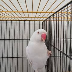 ALBINO WHITE RINGNECK