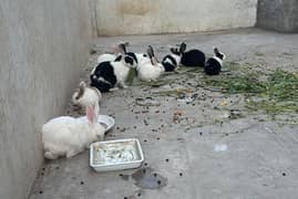 Rabbit Family of 9