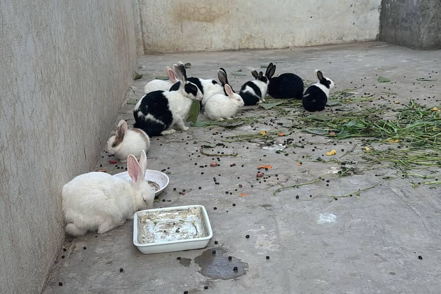 Rabbit Family of 9 0