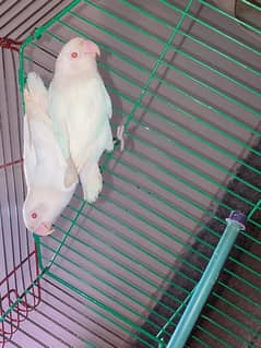 Albino red eyes pair