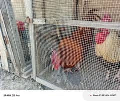 5 roosters for sale