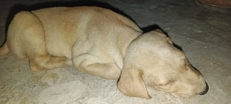 bully Female 60 days puppy for sell 2