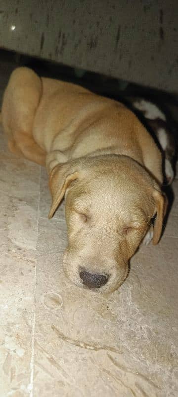 bully Female 60 days puppy for sell 3