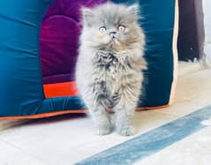 Super fluffy Persian Punch fae kitten