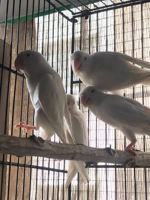 Breeder Albino red eyes males with DNA certificate pure blood line 3